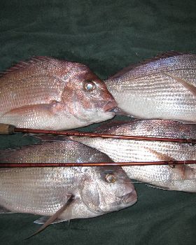 NICE FISH ON LIGHT GEAR