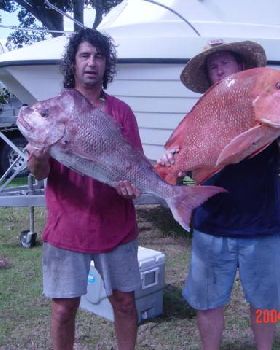 feral catnice knobby and red