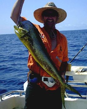 dolphin fish