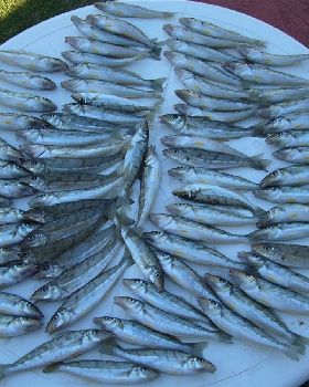 A few good whitting