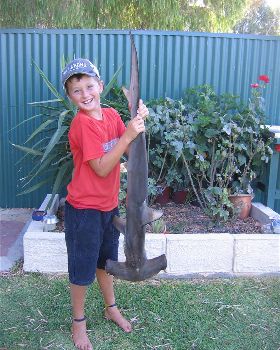 nice shark