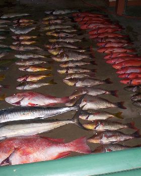 Results of an overnighter to Gould reef.