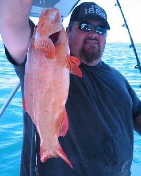 Colourful Cape Conway trout. 