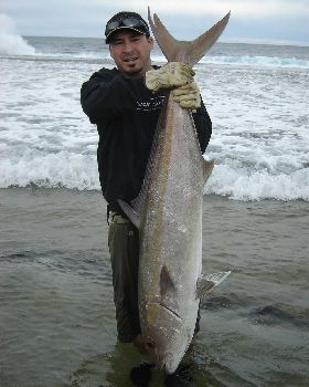 Wagoe Amberjack