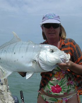 Golden Trevally 