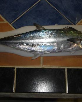 caught on 4lb line off wello pt
