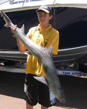 nice shark