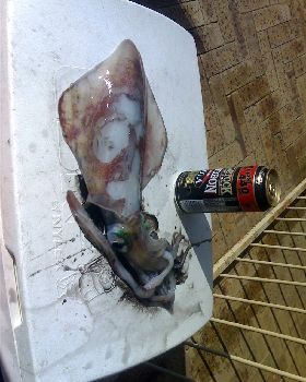 cockburn squid bloody good size 