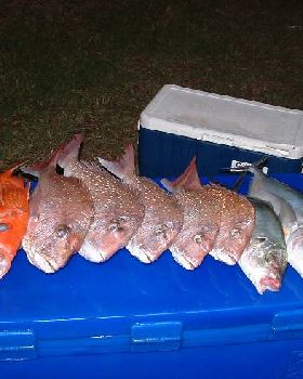 days catch