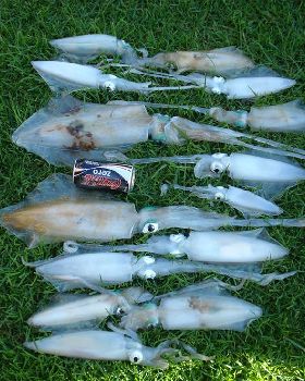 Freo Squid