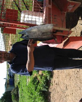 Shark V;s Mackerel, Shark Wins!!!!