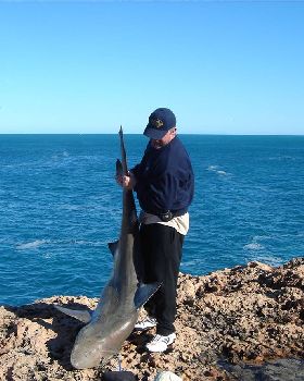 Bronze Whaler Photo 2