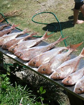A GOOD DAYS CATCH:BY THE MAGGOTS