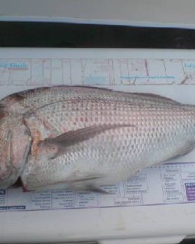 phils afternoon snapper