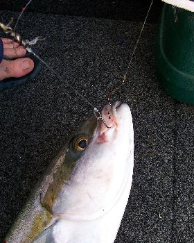 Greedy yellowTail