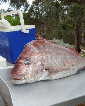 16 Pound Pinky and 3 Sambos on Bloodshot.