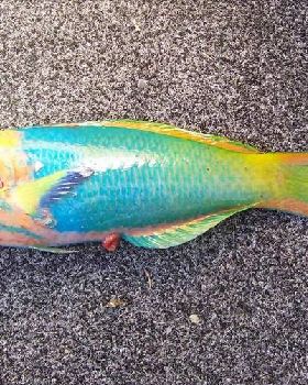 Just another variety caught off Cape Moreton 