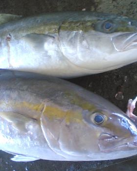 amberjack