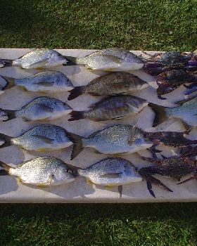 morton bay fishing trip