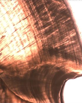 red otolith  ???
