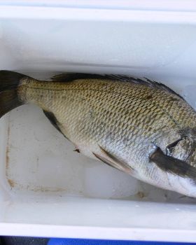 Bream caught in canning 46cm.Daughter holding fish