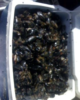55ltr of mussels yummy
