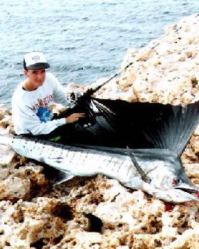 Sailfish i caught from the cliffs of steep point over 10 years ago