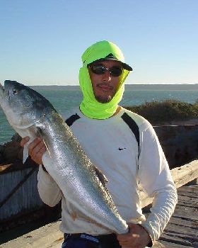 8kg tailor caught sharkbay