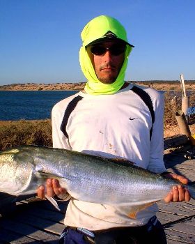 8kg tailor caught sharkbay
