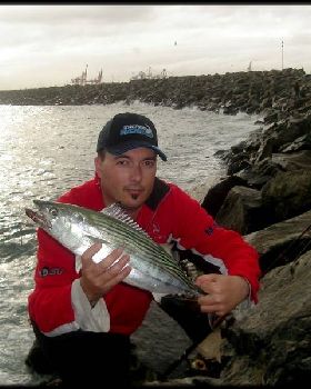 Nice bonito from north mole