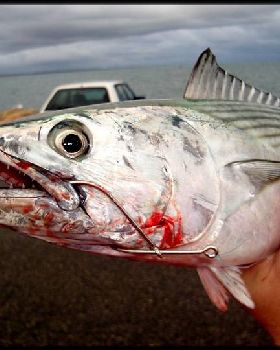 Nice bonito from north mole