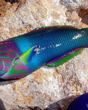 Nice wrass caught at steep point
