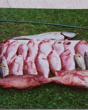 two big reds taken on wreck out from russell heads nth qld