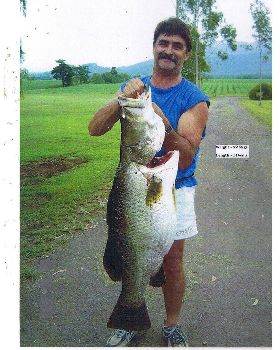 big barra caught on live mud cod