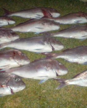 snapper time