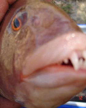 Thanks to Darren, I managed to bag 4(cods) and 1 skippy. He caught 1 for the day. Sorry Darren.
