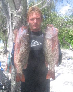 some fish speared