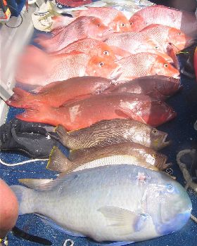 mornings catch