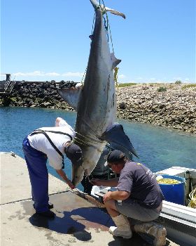 Big fishy caught in longline off Whyalla SA