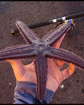 My PB starfish caught down freo wharf