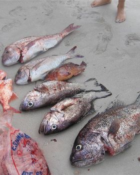 some nice fish