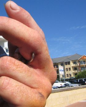 OUCH...... me mate caught the deckie on a charter thats a 60 through the middle of the nuckle joint.
