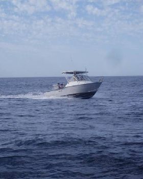 Xmas Fish West Aust