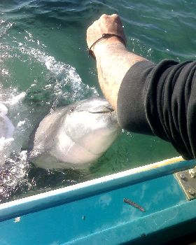 feeding the dolphins at woodys 