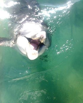 feeding the dolphins at woodys 