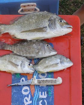 few bream