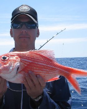 red snapper 
