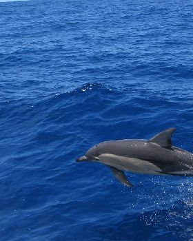 dolphin
