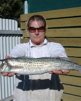 KI Sth Aussie - King George Whiting are biting!