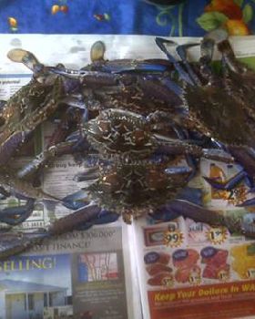 Safetybay Crabs